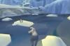 Arctic Tale - Wii